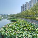 河畔荷塘风光