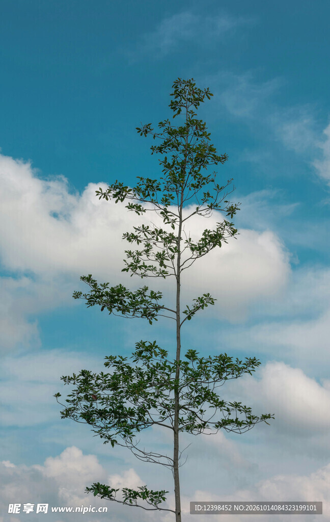 晴空下的小树