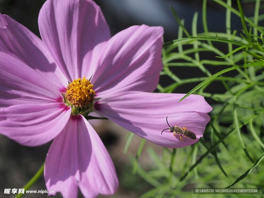 淡紫格桑花特写