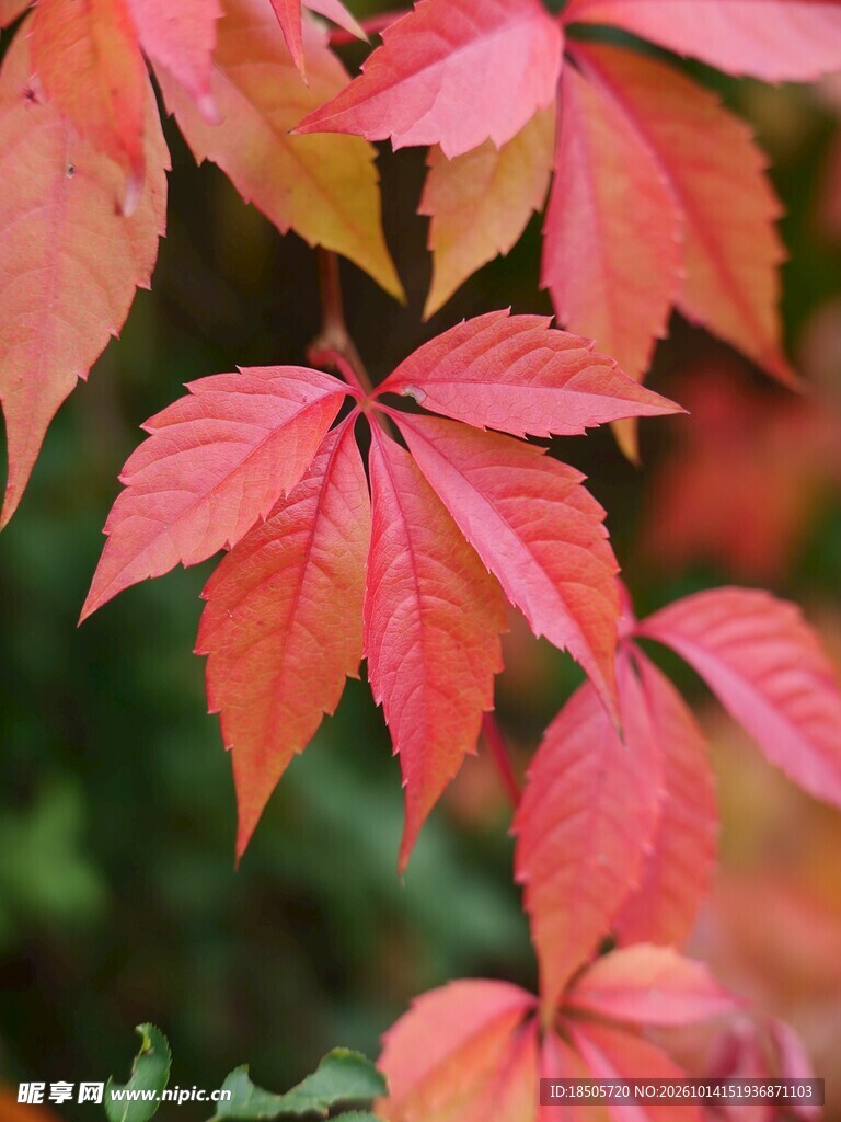 秋日红叶特写