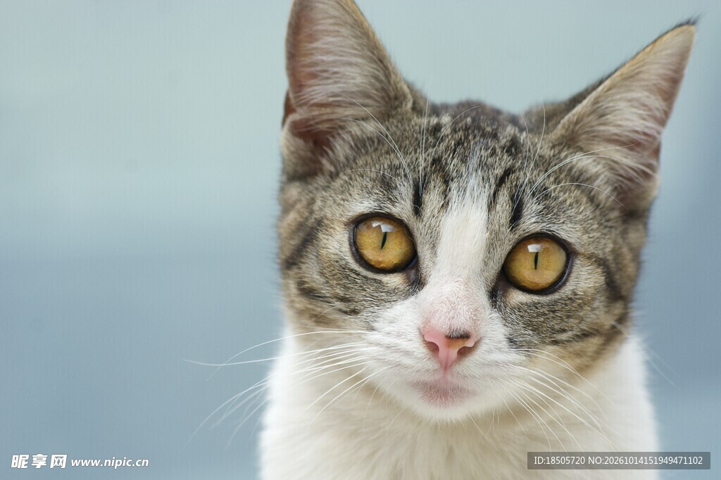可爱虎斑猫咪特写