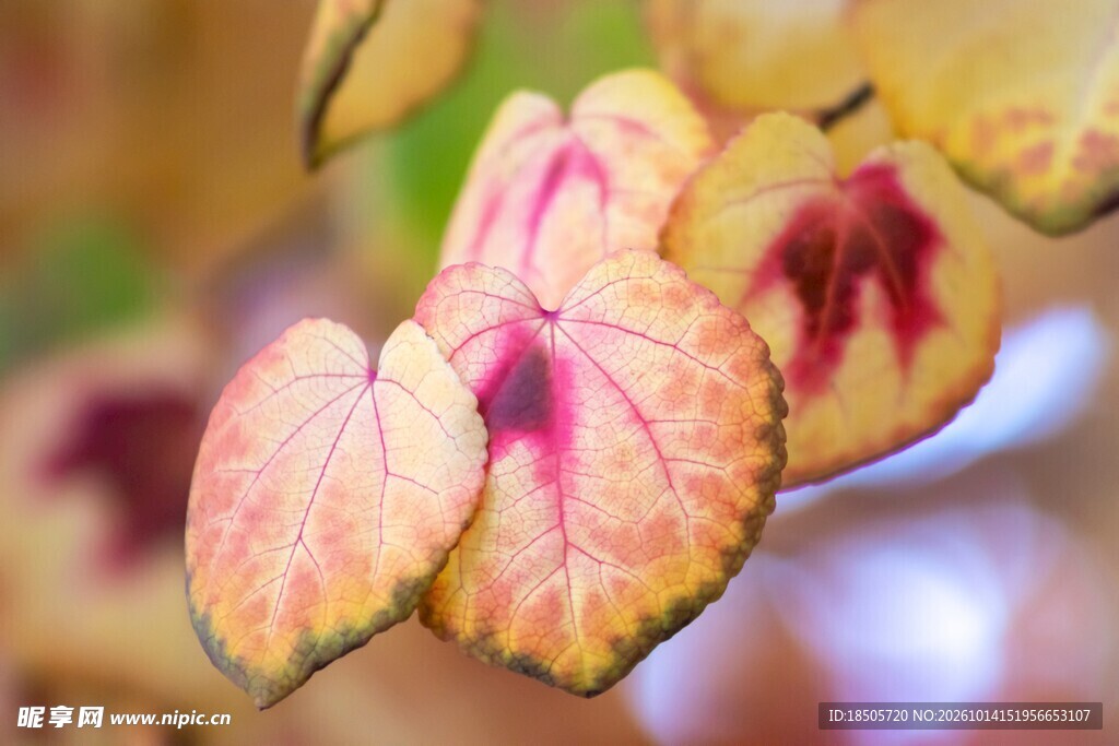 唯美粉色兰花特写