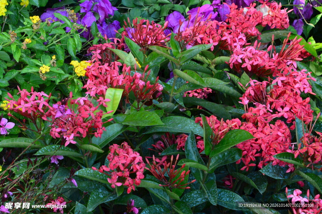 龙船花 