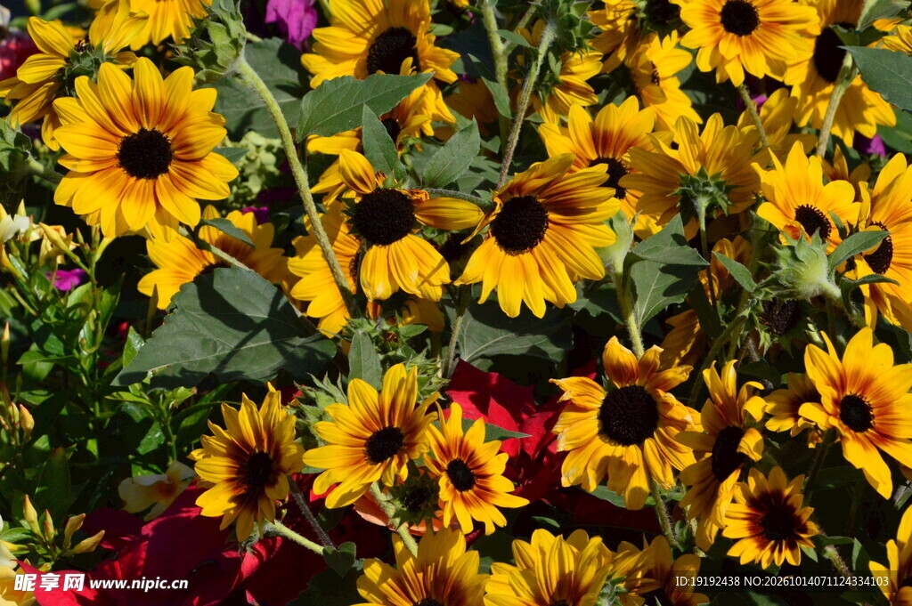 向日葵 