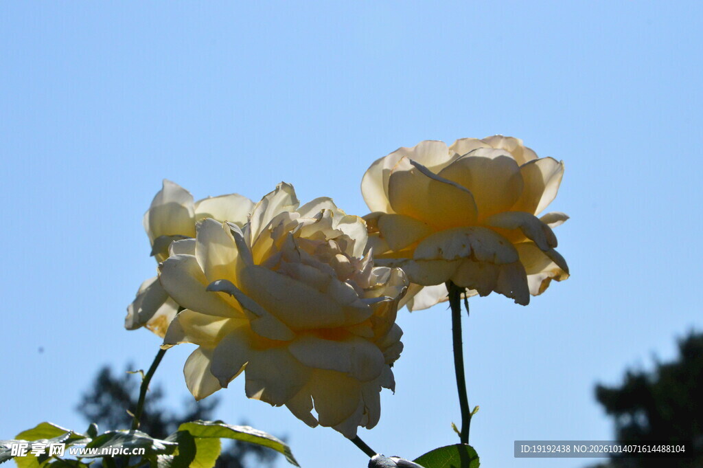 月季花 
