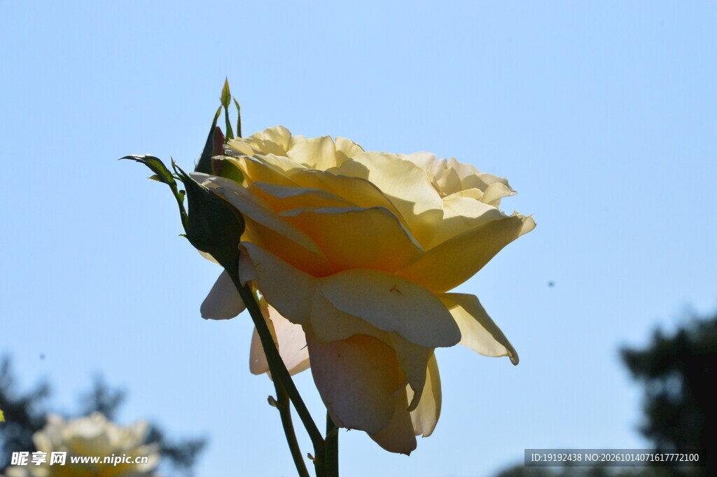 月季花 