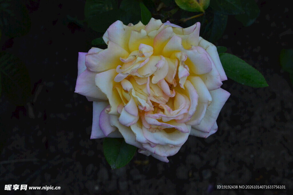 月季花 