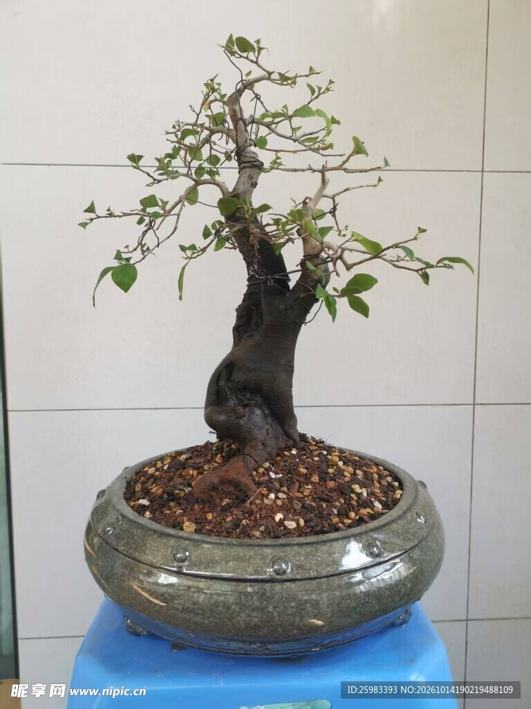 盆景