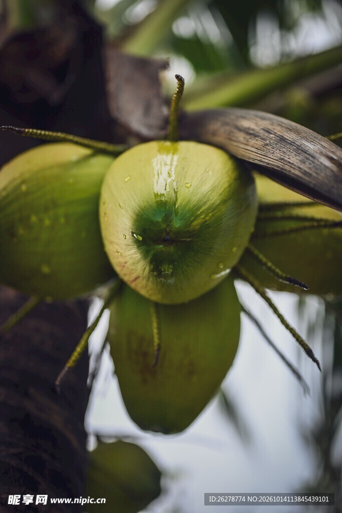 椰子树