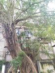 民居旁的古老大榕树