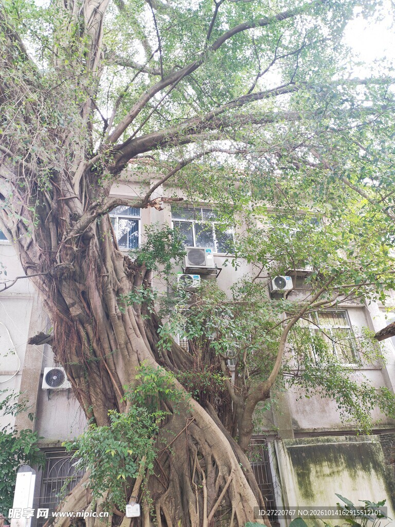 民居旁的古老大榕树