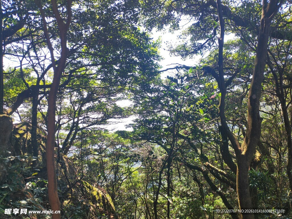 林间透光自然风景 罗浮山