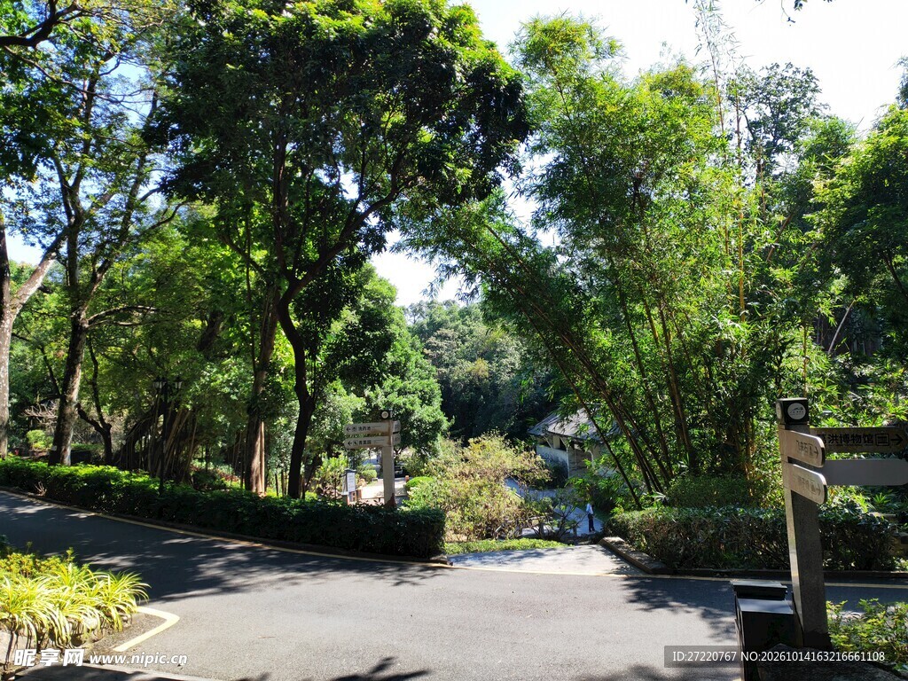 绿树成荫林间小路 罗浮山