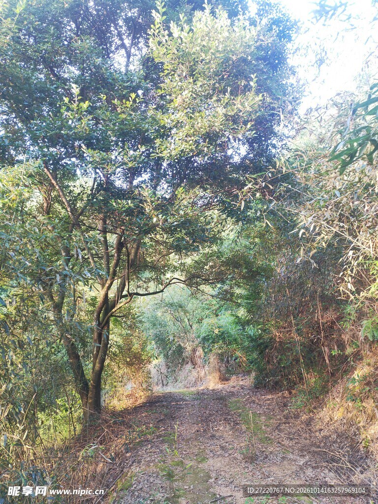 林间小径水彩风景