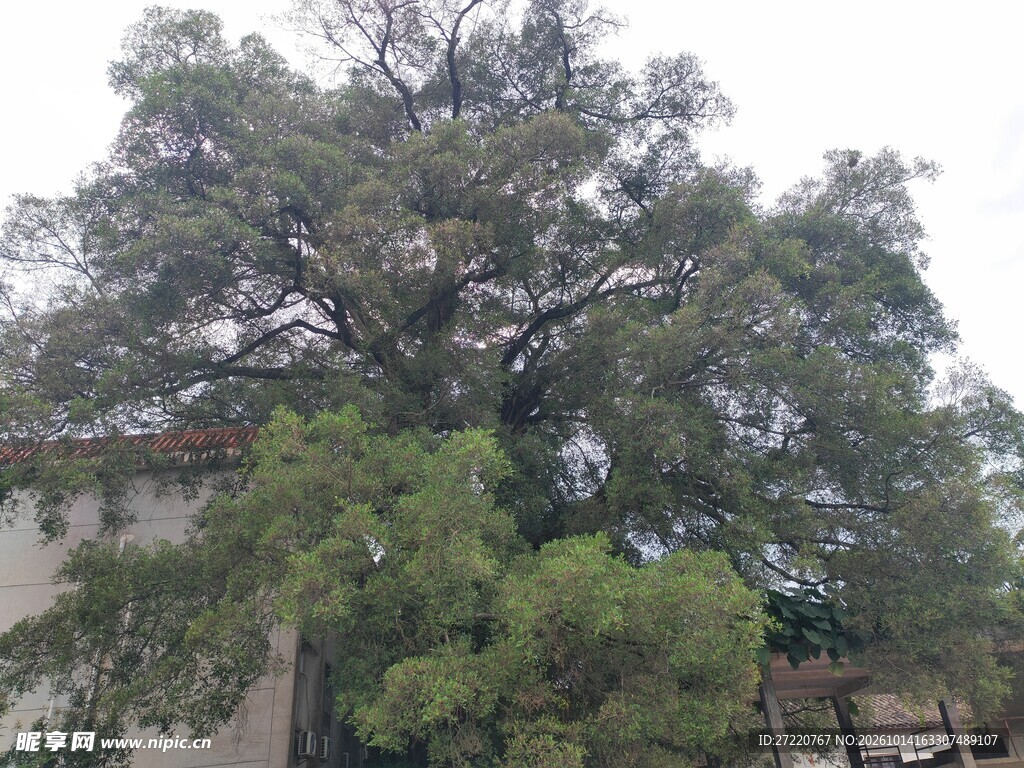 参天古树枝叶繁茂