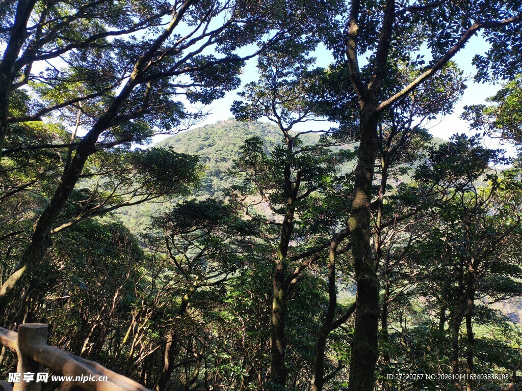 林间远眺山野风光 罗浮山