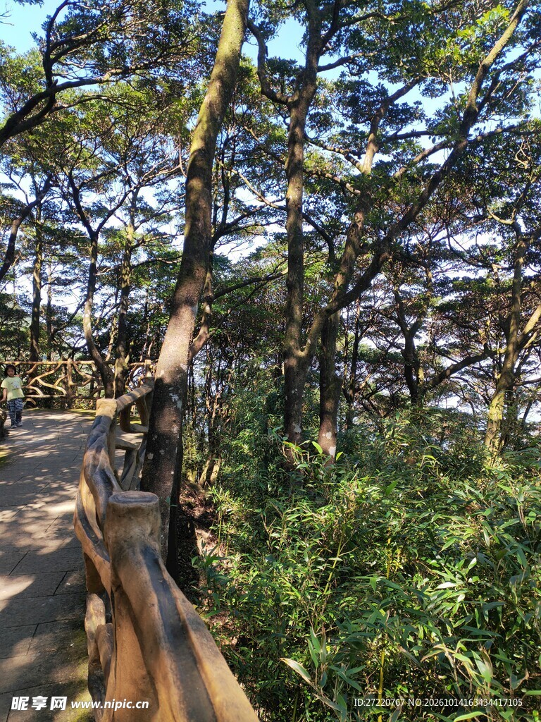 林间步道山野风光 罗浮山