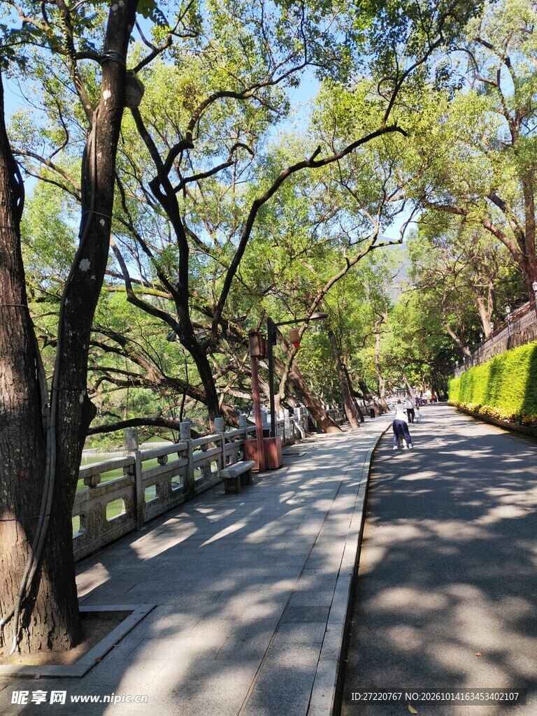 春日林荫步道风光