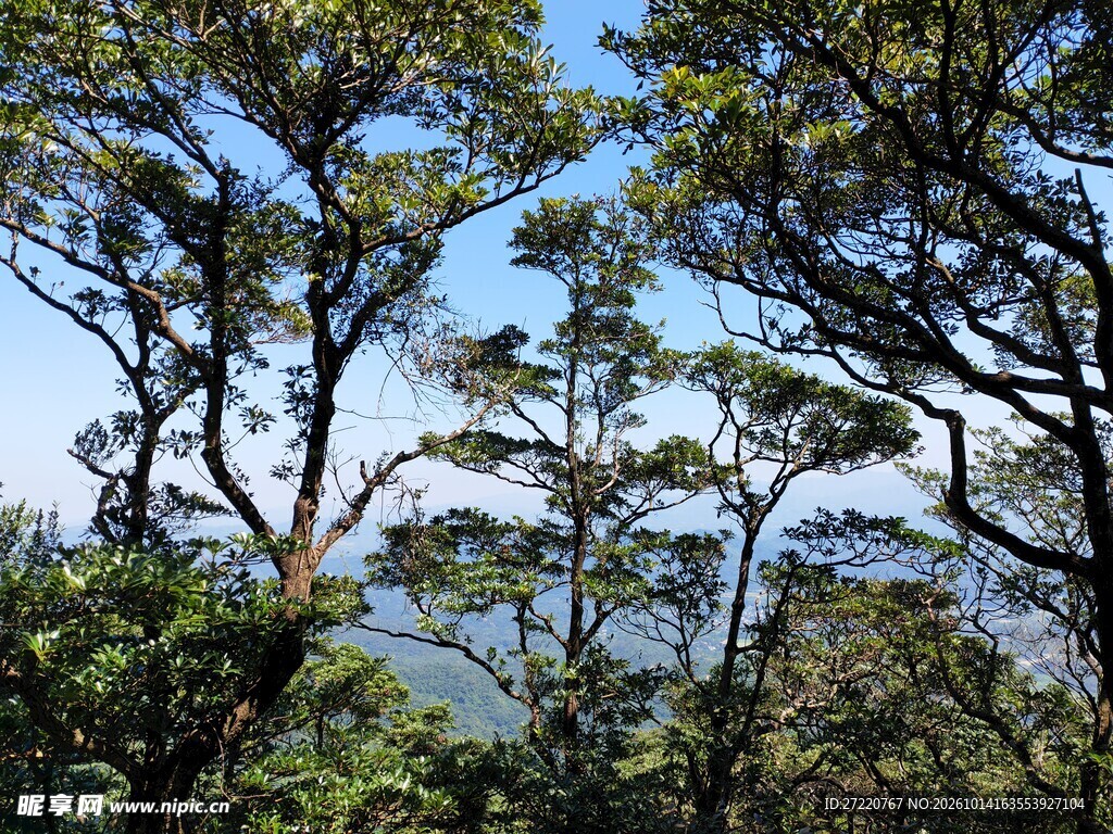 松林望湖自然风景