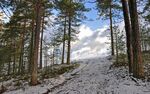 雪后松林步道风光