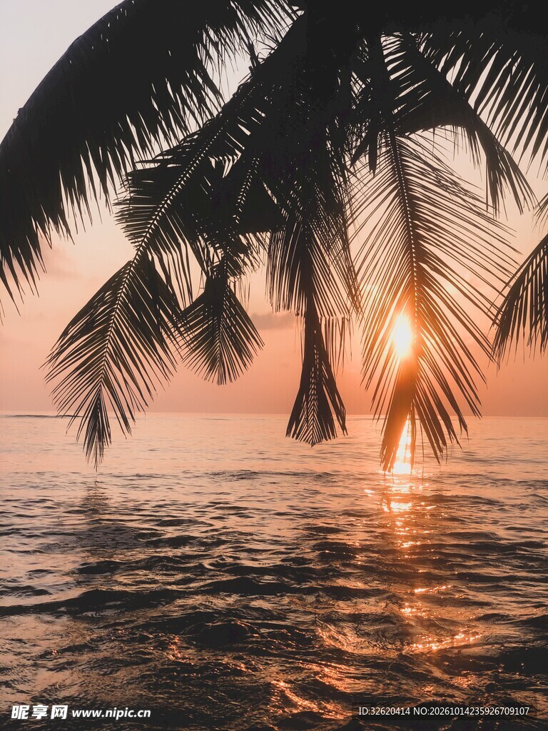 海滨椰林日落美景