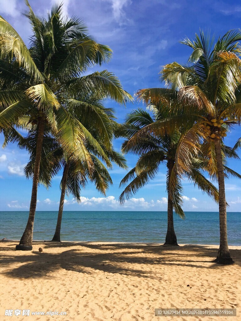 海边椰树沙滩风光