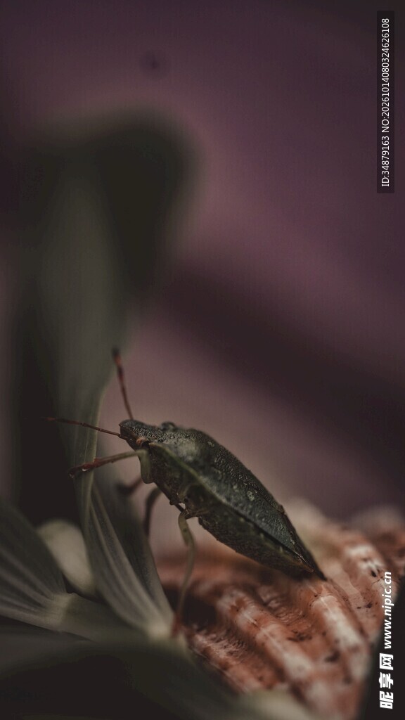 栖息的小甲虫微距特写