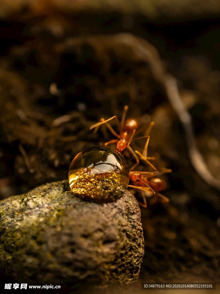两只红蚂蚁微距特写
