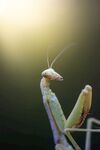 逆光下的螳螂特写