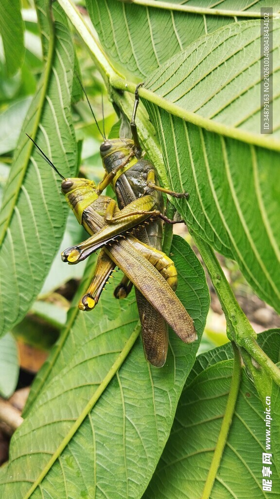 绿叶间的蝗虫