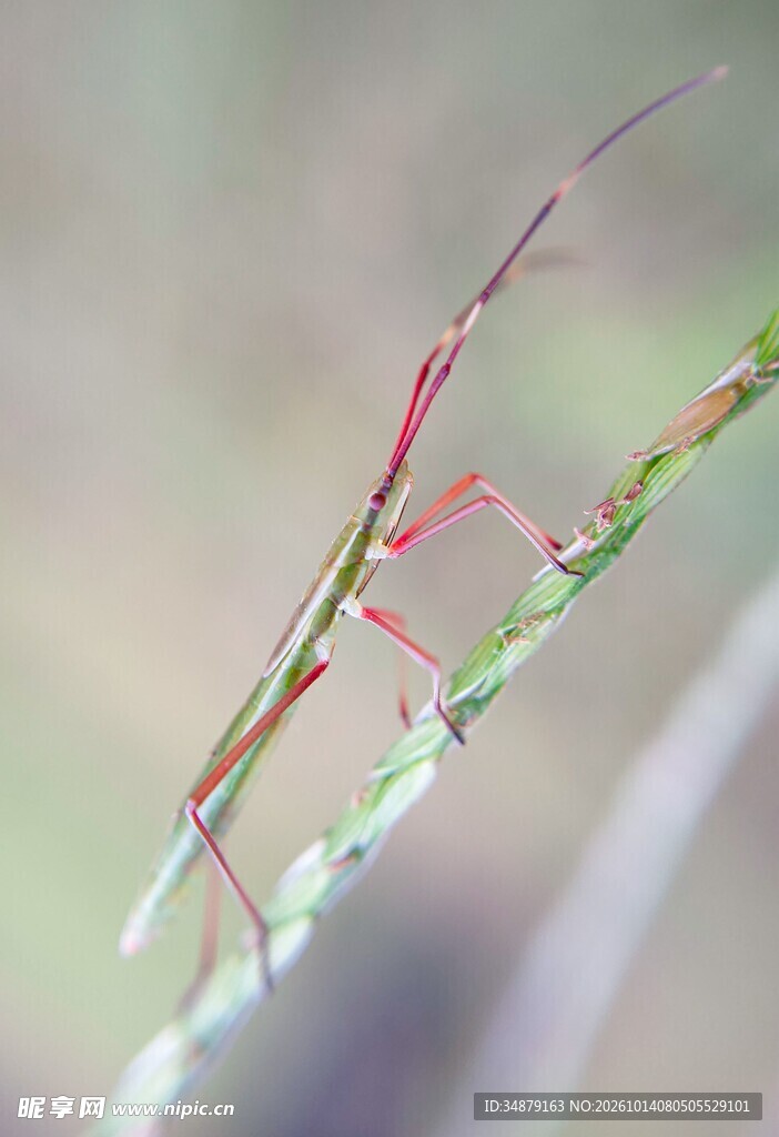 草茎上的竹节虫