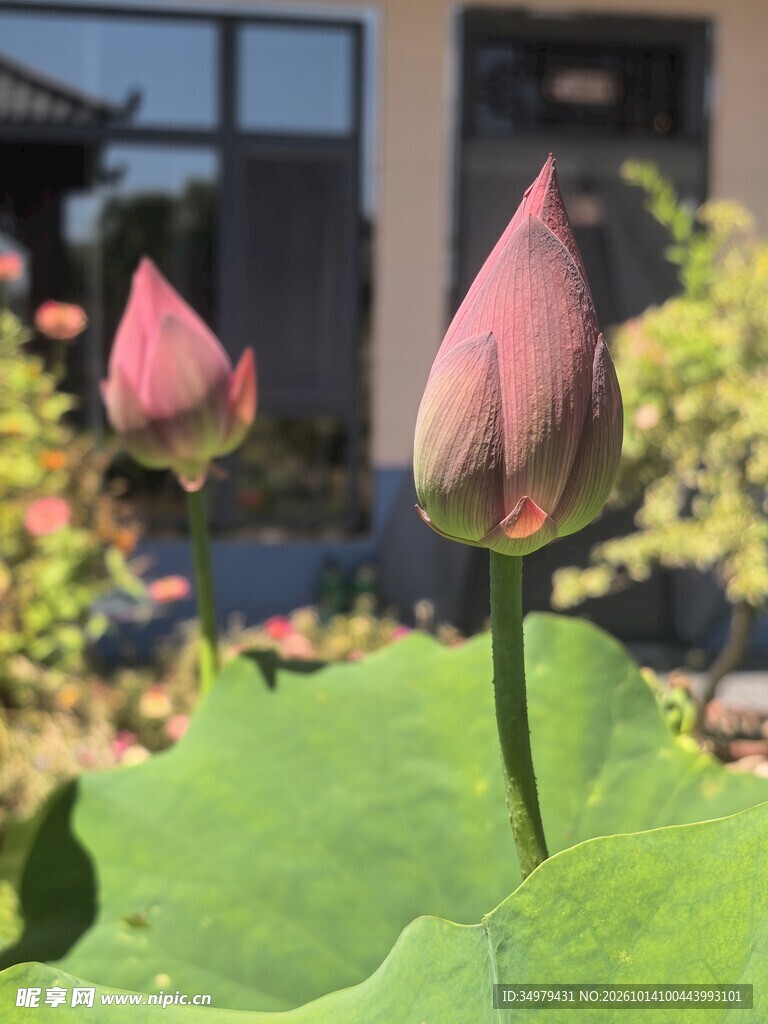 荷花