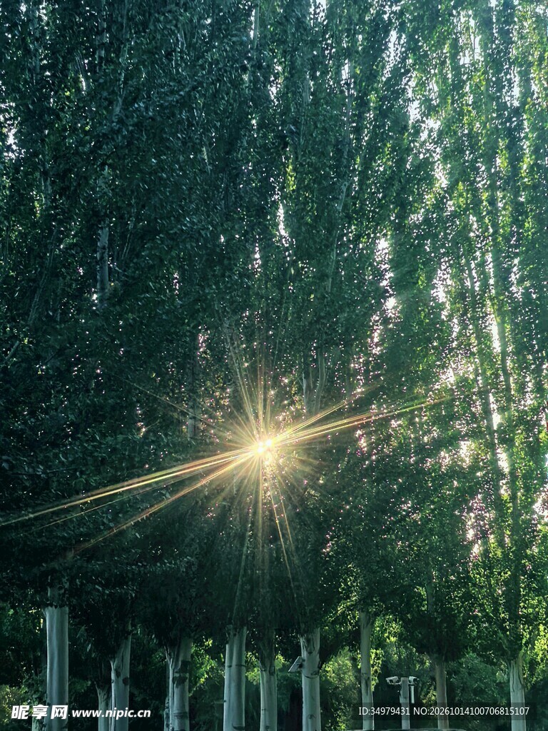 树木