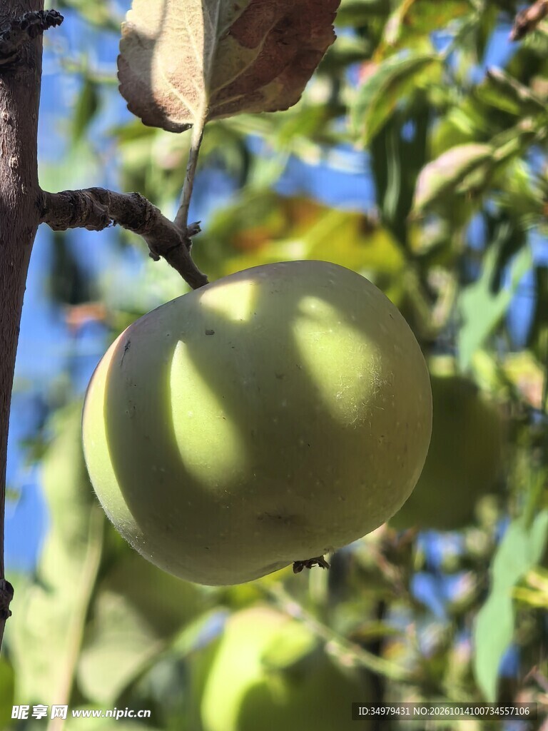 青苹果