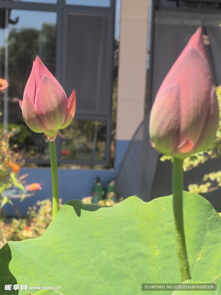 荷花