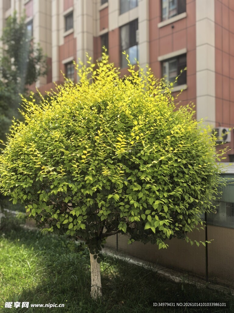 金叶榆
