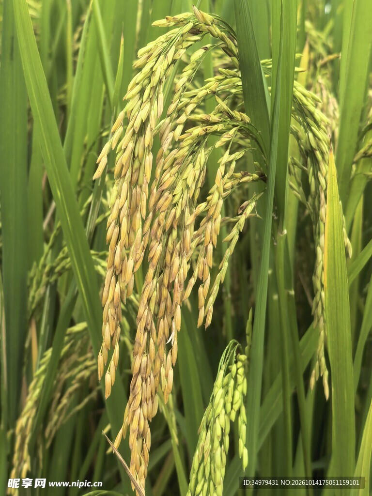 稻穗