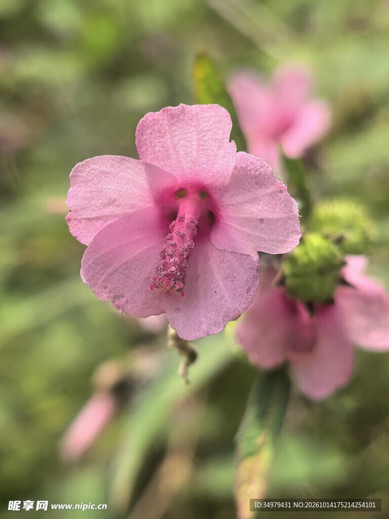 粉色花