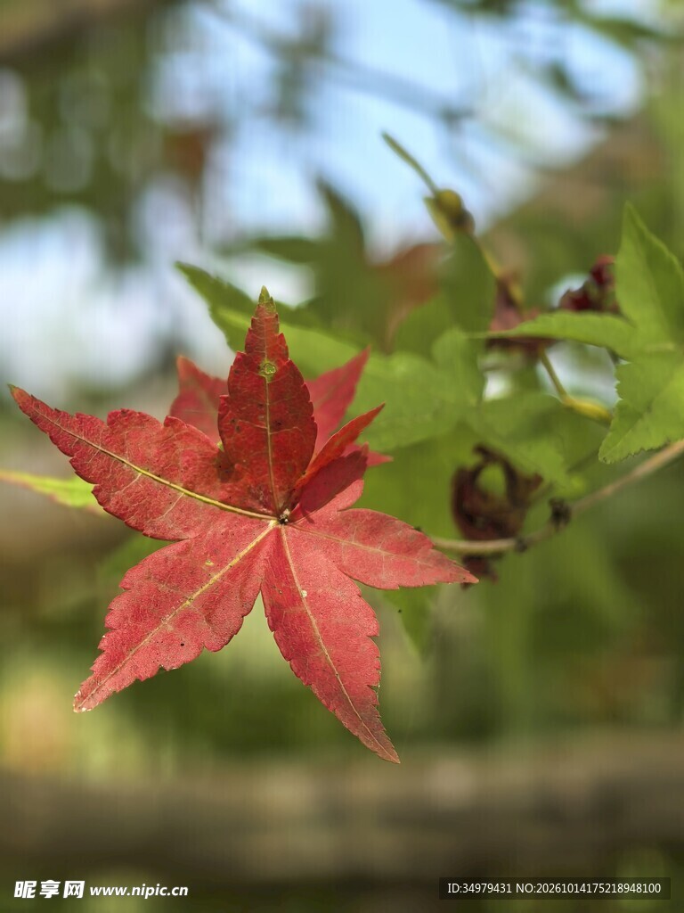 红枫