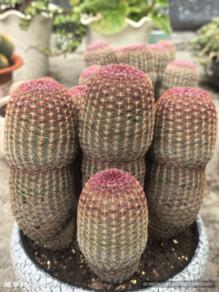 多肉植物仙人球