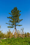 蓝天下的新植松树