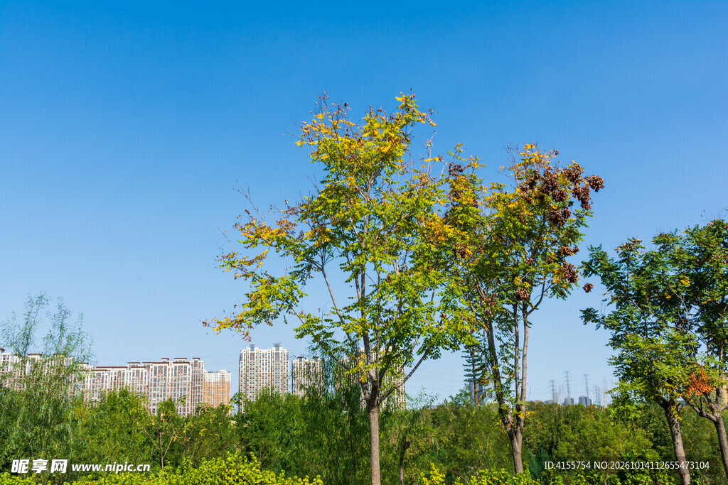 晴空下的绿树景观