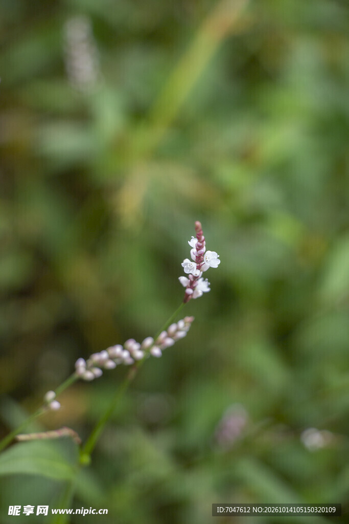 柔焦野生蓼花穗状小花