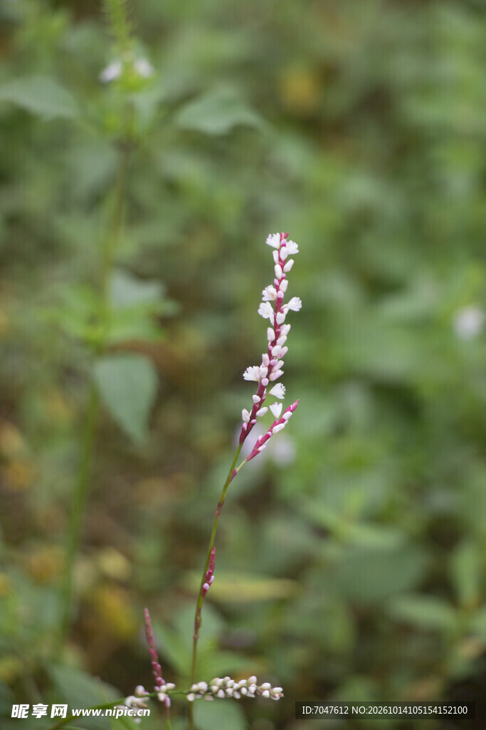 野外蓼花穗状小野花