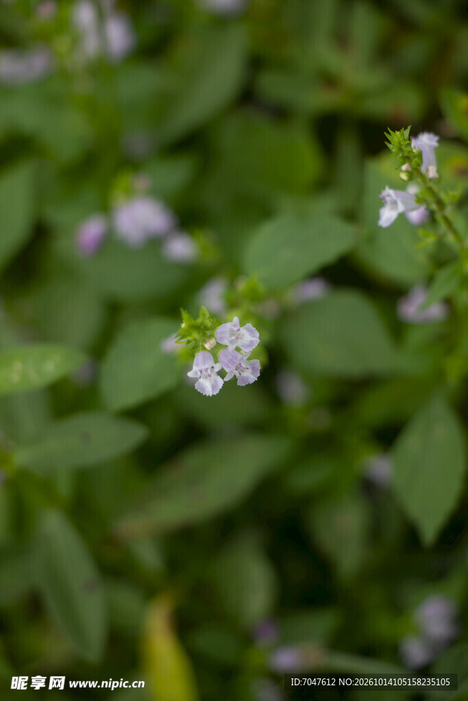 新风轮菜淡紫小花绿植背景