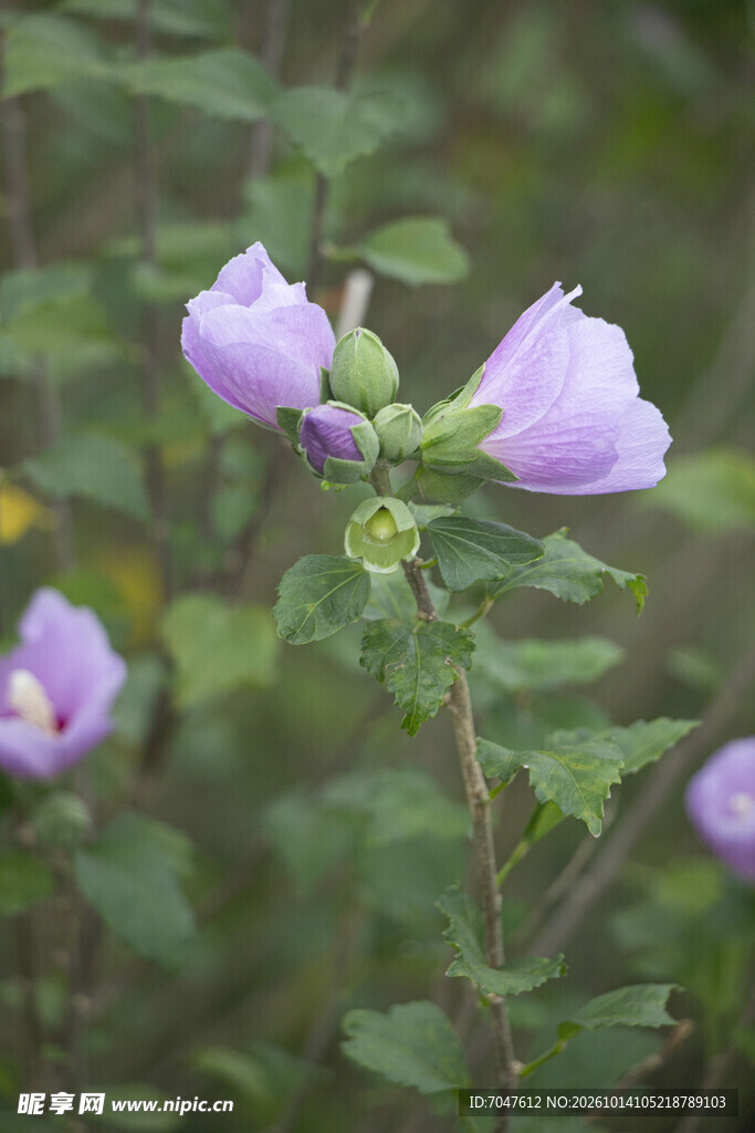 柔焦淡紫木槿花