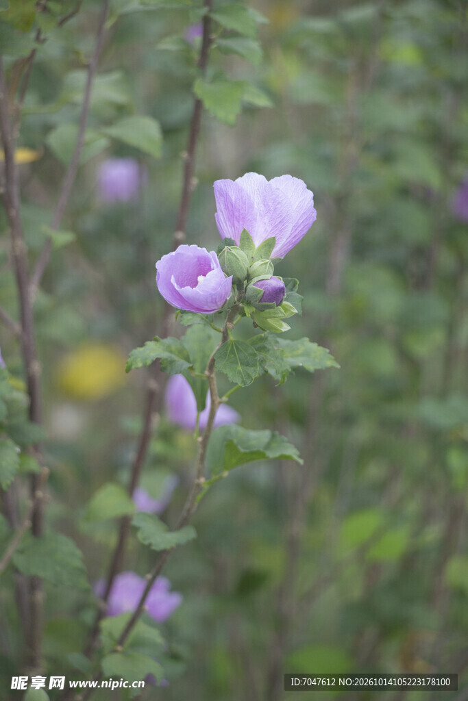 木槿花