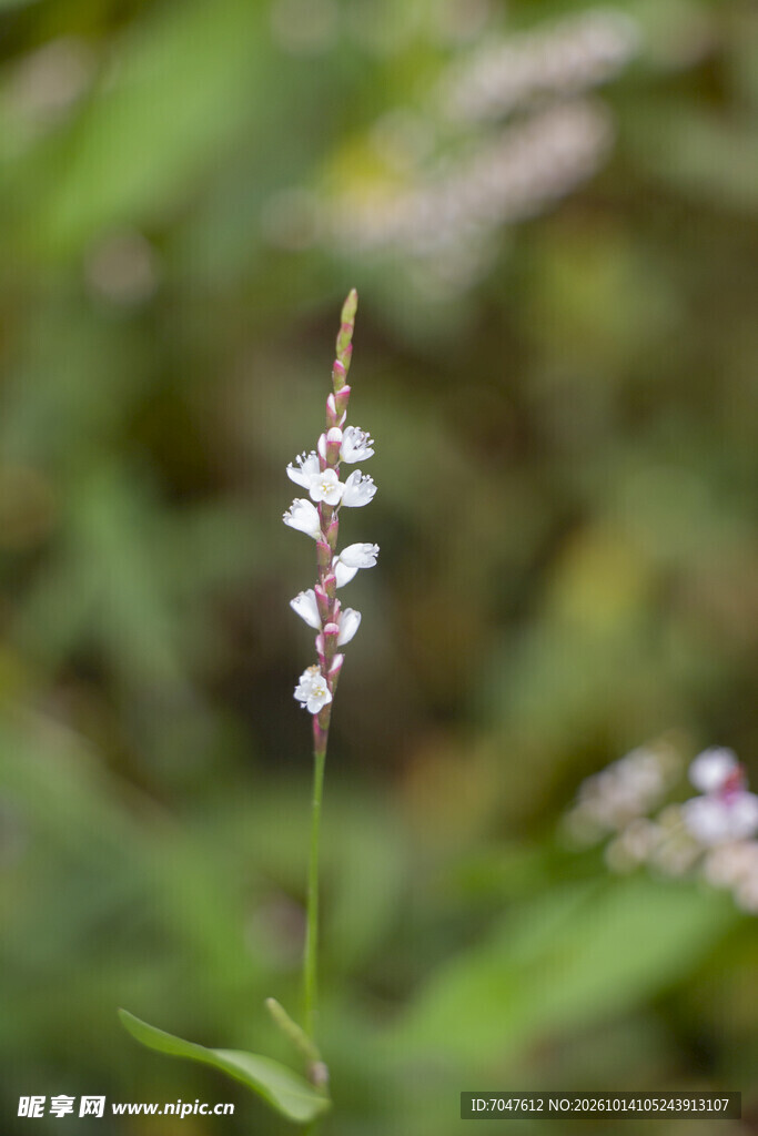 蓼花