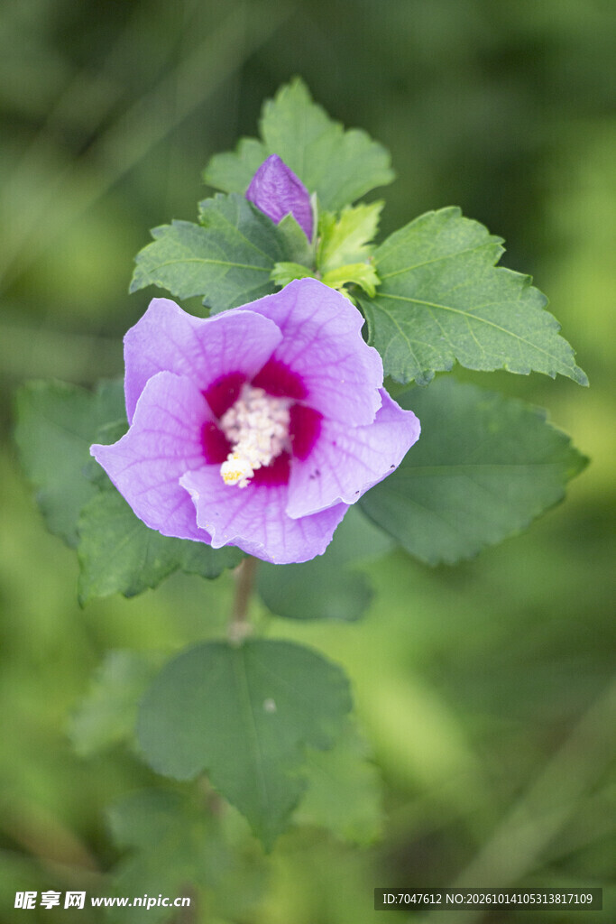 淡紫木槿花特写