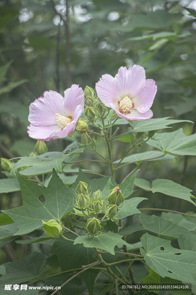淡粉木芙蓉花绽放